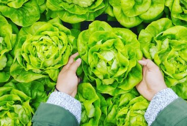 Read more about the article What Is The Ideal Time To Harvest Crops?