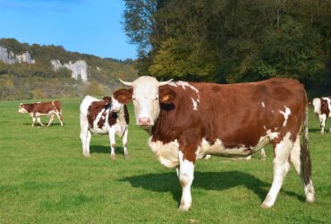 Read more about the article Cattle Management & Some Tips