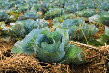 Read more about the article Why Grow Seeds For Climate Resiliency