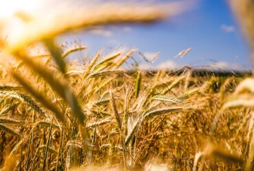Read more about the article Why Frequently Watering Can Affect Your Crops?