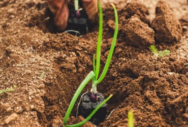 Read more about the article Will Boosting SNAP Be Good For Our Farming?