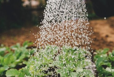 Read more about the article Farming Guideline For All Kinds Of Farms