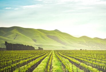 Read more about the article Why Grow Seeds For Climate Resiliency